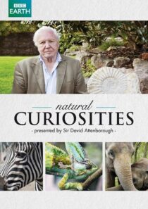 دانلود سریال Natural Curiosities382054-42993795