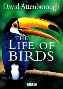 دانلود مستند The Life of Birds382058-145275438