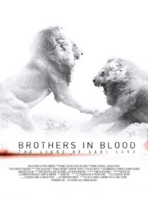 دانلود مستند Brothers in Blood: The Lions of Sabi Sand 2015424819-1542548539